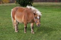 Miniature Horse Royalty Free Stock Photo