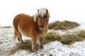 Miniature Horse Royalty Free Stock Photo