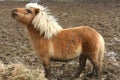 Miniature Horse Royalty Free Stock Photo