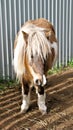 Miniature horse Royalty Free Stock Photo