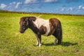 Miniature horse in brown and white colours standing on sunny field Royalty Free Stock Photo