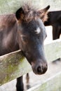 Miniature horse filly or colt Royalty Free Stock Photo