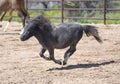 Miniature horse galloping around an arena