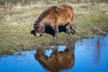 Cute miniature horse by stream. Royalty Free Stock Photo