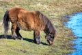 MIniature horse grazes on grass. Royalty Free Stock Photo