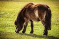 Miniature horse Royalty Free Stock Photo