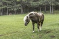 Miniature horse grazing on grass. Royalty Free Stock Photo