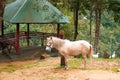Miniature horse grazing in the paddock Royalty Free Stock Photo
