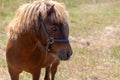 A miniature horse grazing in the pasture. Royalty Free Stock Photo