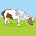 Miniature Horse