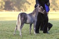 Miniature horse