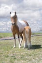 Miniature Horse and Nursing Foal Royalty Free Stock Photo