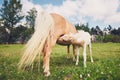 Miniature horse on the pasture Royalty Free Stock Photo