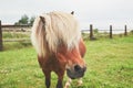 Miniature horse on the pasture Royalty Free Stock Photo