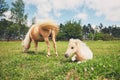 Miniature horse on the pasture Royalty Free Stock Photo