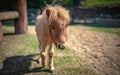 Miniature Horse In A Pasture Portrait Royalty Free Stock Photo