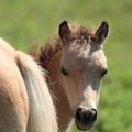 Miniature Horse Peek-a-Boo Royalty Free Stock Photo