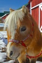 Miniature Horse Portrait Royalty Free Stock Photo