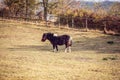 Miniature Horse-Portrait of Miniature Shetland pony on a farm Royalty Free Stock Photo