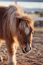 Miniature Horse with Shaggy Winter Coat Royalty Free Stock Photo