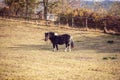 Miniature Horse-Miniature Shetland pony on a farm Royalty Free Stock Photo