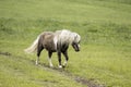 Miniature horse walks on a path in the field Royalty Free Stock Photo