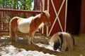 Miniature Horses