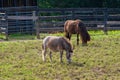 Miniature horses at farm land Royalty Free Stock Photo