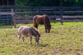 Miniature horses at farm land Royalty Free Stock Photo