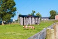 Miniature horses at farm land Royalty Free Stock Photo