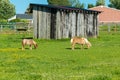 Miniature horses at farm land