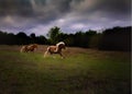 Miniature horses galloping