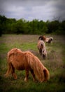 Miniature horses in pasture Royalty Free Stock Photo