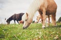 Miniature horses on the pasture Royalty Free Stock Photo