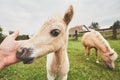 Miniature horses on the pasture Royalty Free Stock Photo