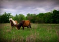 Miniature horses in pasture