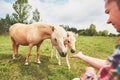 Miniature horses on the pasture Royalty Free Stock Photo