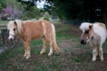 Miniature Horses