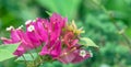 Miniature hybrid bougainvillea flower in green use for background