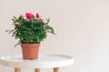 Miniature indoor rose house plant with pink flowers in a plastic pot on white coffee table on neutral background Royalty Free Stock Photo