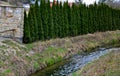 miniature, irregular upright selection of eastern arborvitae that often grows