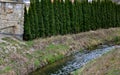 miniature, irregular upright selection of eastern arborvitae that often grows