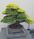 Miniature Juniper Bonsai