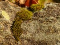 Miniature landscape from rock, lichen and moss