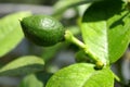 Miniature lime on tree