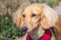 A miniature long haired dachshund