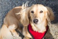 A miniature long haired dachshund