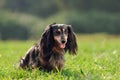 A miniature long haired dachshund