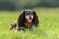 A miniature long haired dachshund