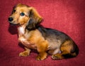 Miniature long haired dachshund